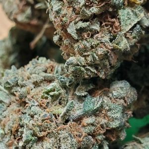 Pink Kush Indica Strain